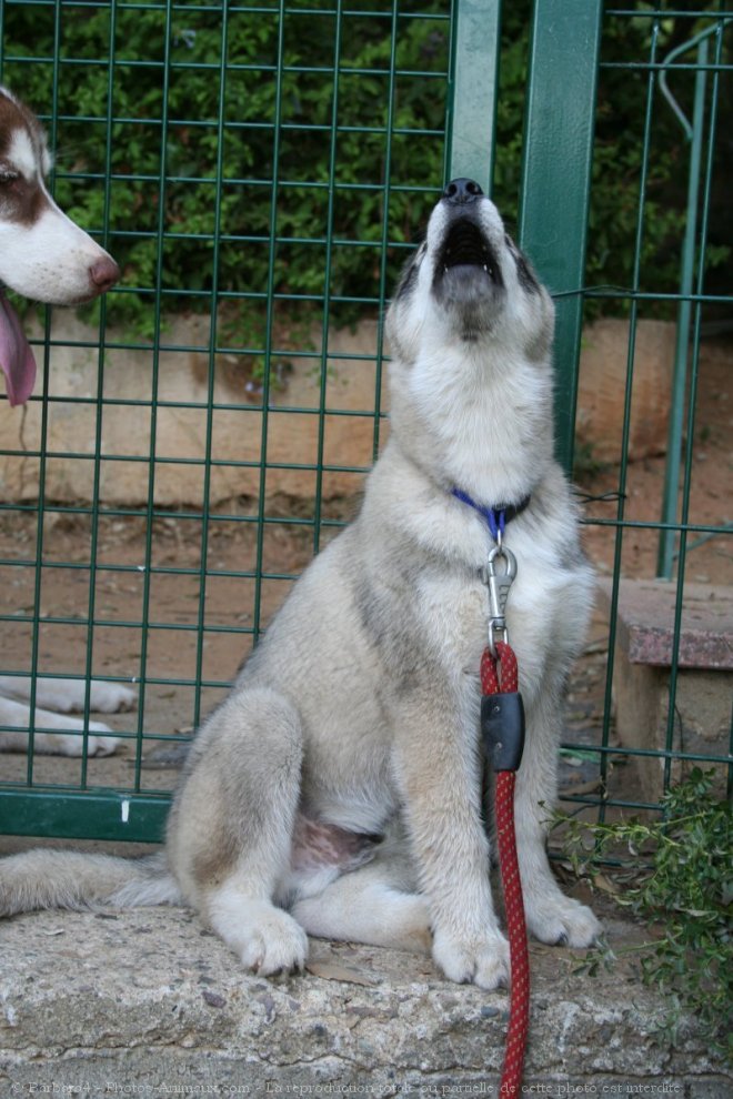 Photo de Husky siberien