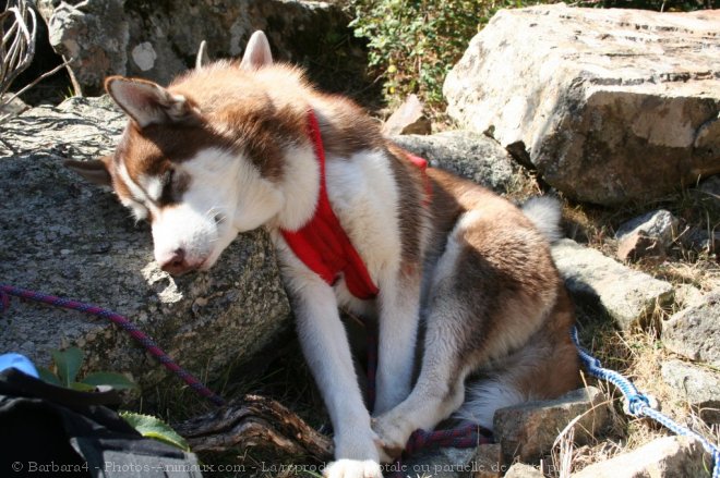 Photo de Husky siberien