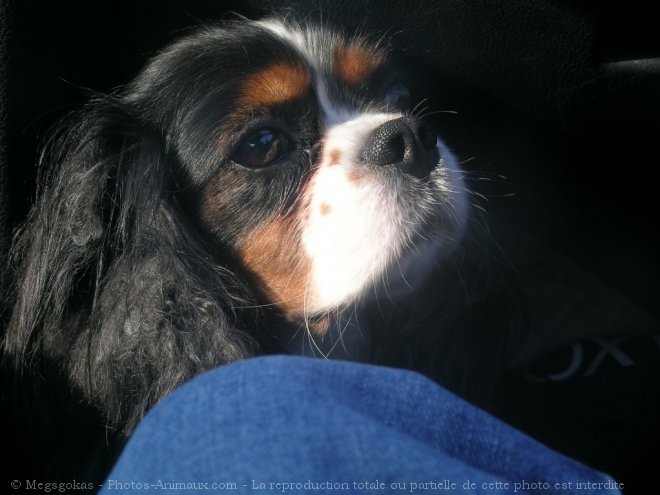 Photo de Cavalier king charles spaniel