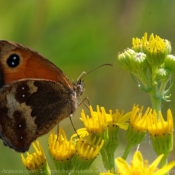 Photo de Papillon - paon du jour