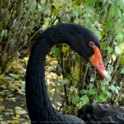 Photo de Cygne