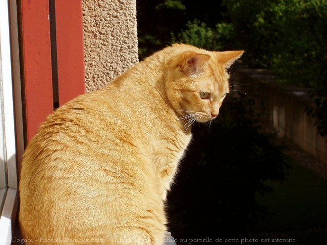 Photo de Chat domestique