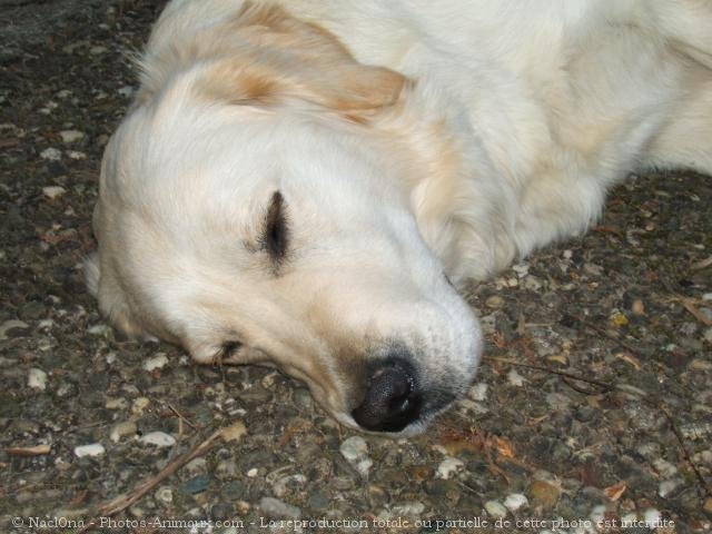 Photo de Golden retriever