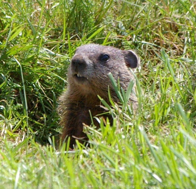 Photo de Marmotte