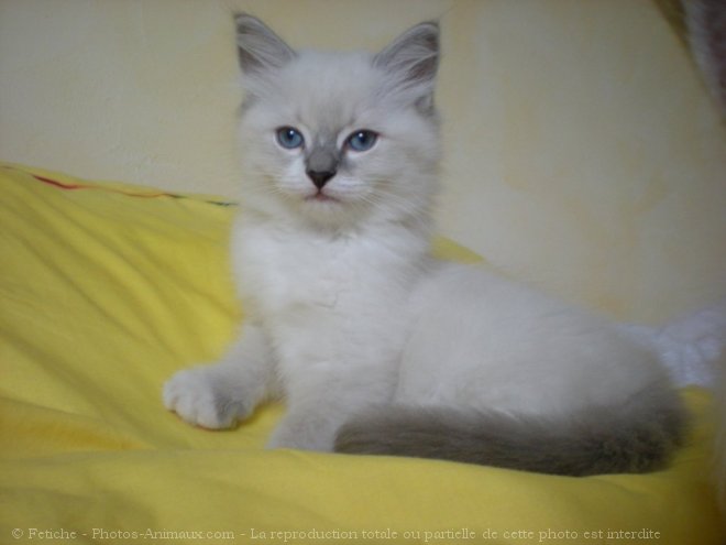 Photo de Ragdoll