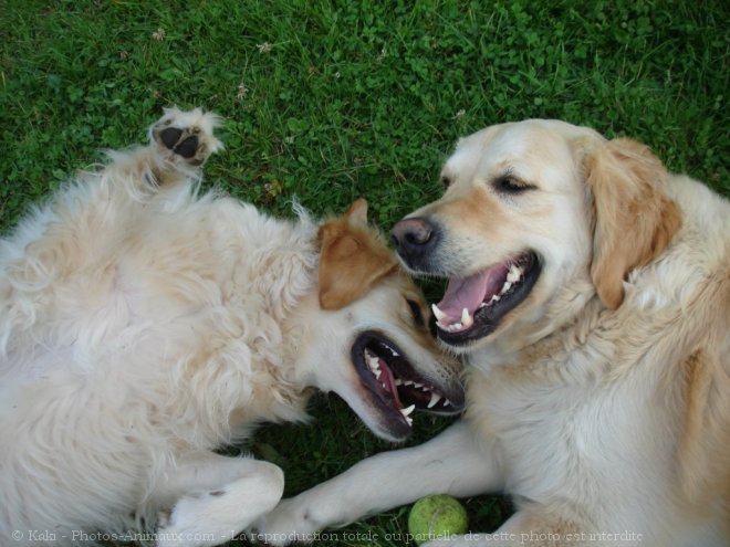 Photo de Golden retriever