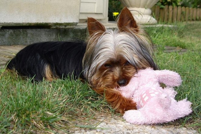 Photo de Yorkshire terrier