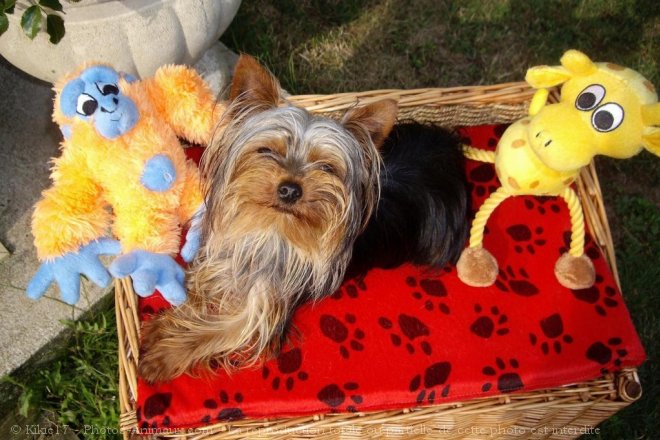 Photo de Yorkshire terrier