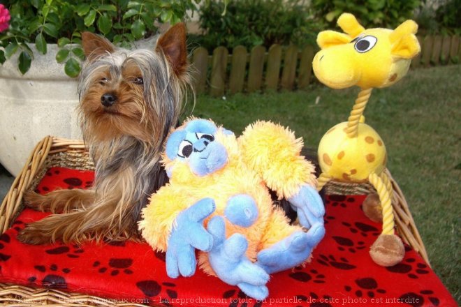 Photo de Yorkshire terrier