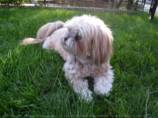 Photo de Lhassa apso