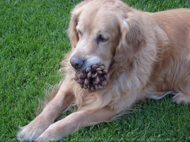 Photo de Golden retriever