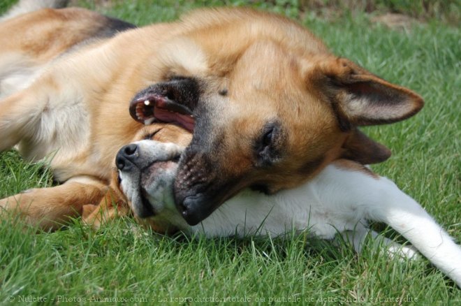 Photo de Berger allemand  poil court