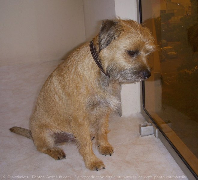 Photo de Border terrier