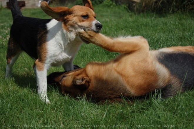 Photo de Beagle