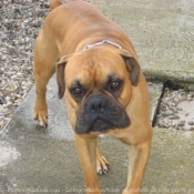 Photo de Boxer