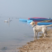 Photo de Golden retriever