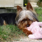 Photo de Yorkshire terrier