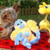 Photo de Yorkshire terrier