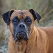 Photo de Boxer