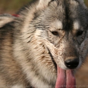 Photo de Husky siberien