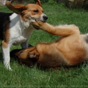 Photo de Beagle