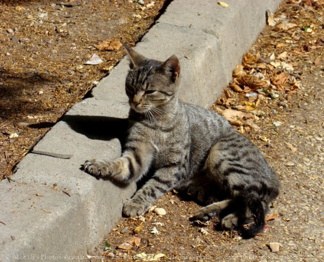 Photo de Chat domestique