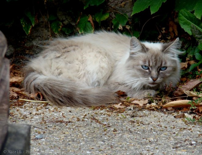 Photo de Chat domestique