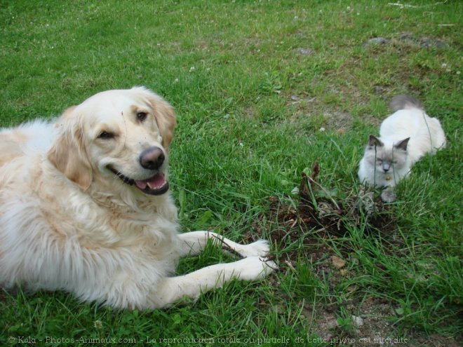 Photo de Races diffrentes