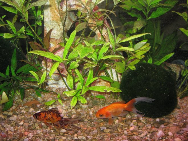 Photo de Poissons rouges