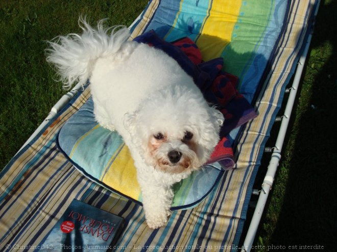 Photo de Bichon  poil fris