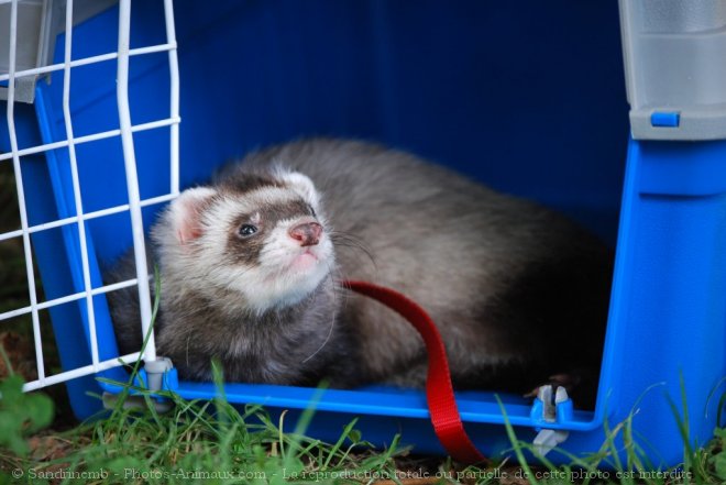 Photo de Furet