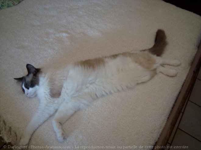 Photo de Ragdoll