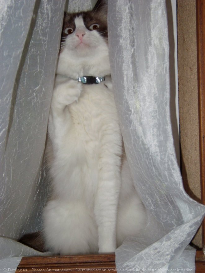 Photo de Ragdoll