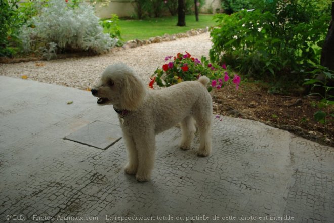 Photo de Caniche moyen