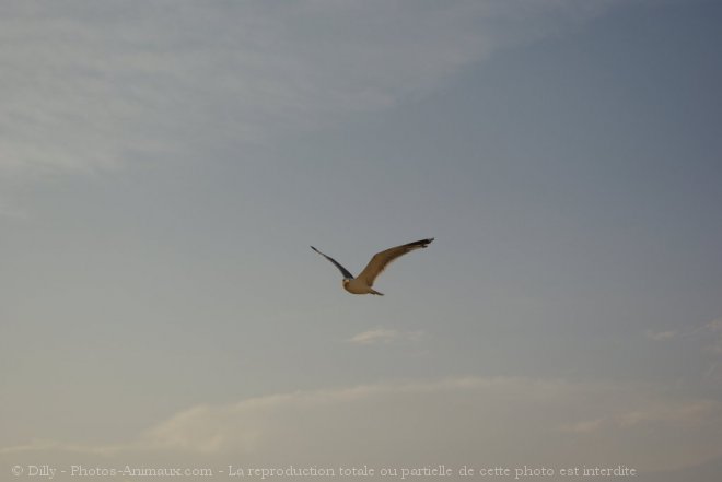 Photo de Mouette