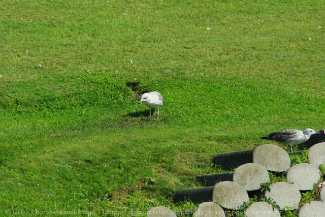 Photo de Mouette