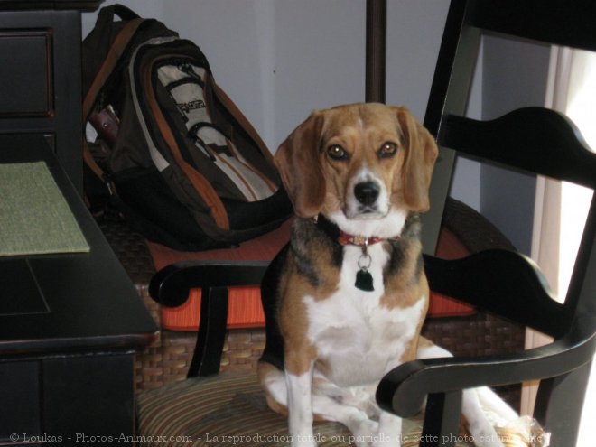 Photo de Beagle