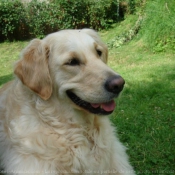 Photo de Golden retriever