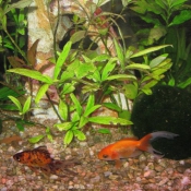 Photo de Poissons rouges