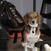 Photo de Beagle