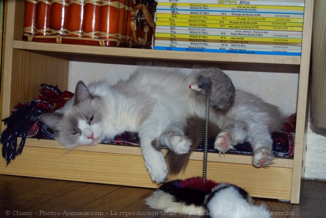 Photo de Ragdoll