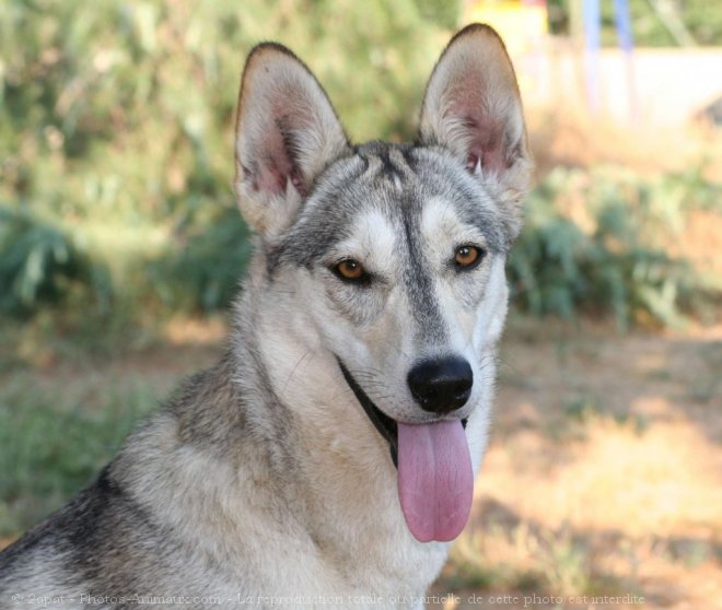 Photo de Husky siberien