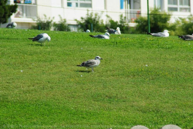 Photo de Mouette