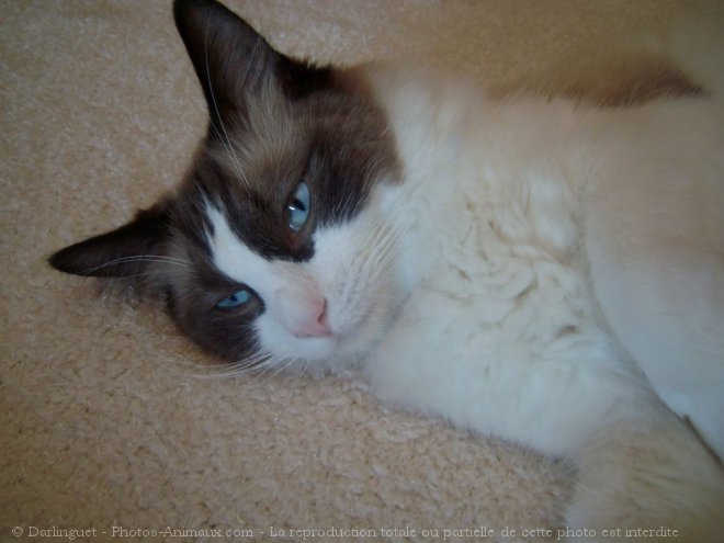 Photo de Ragdoll