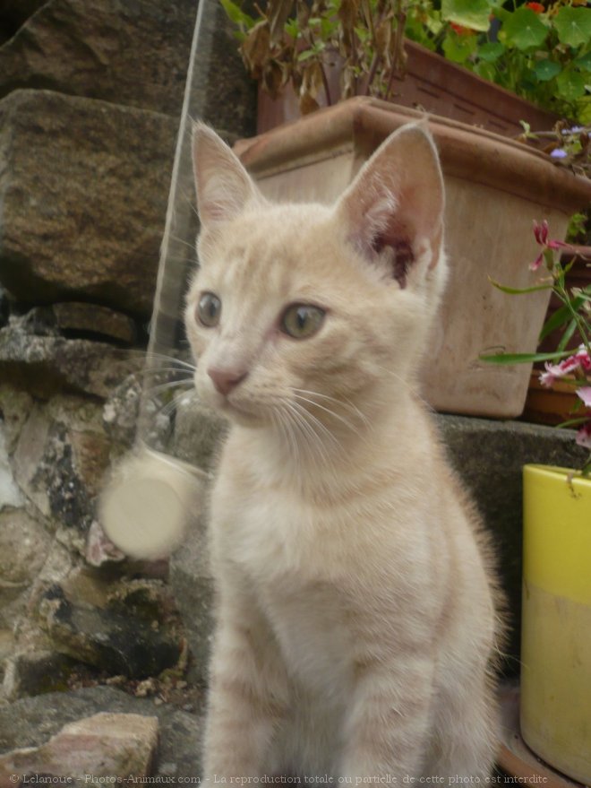 Photo de Chat domestique