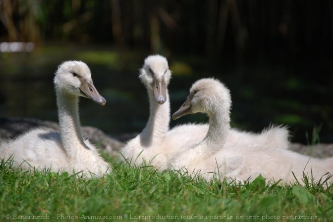 Photo de Cygne