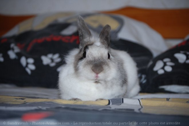 Photo de Lapin