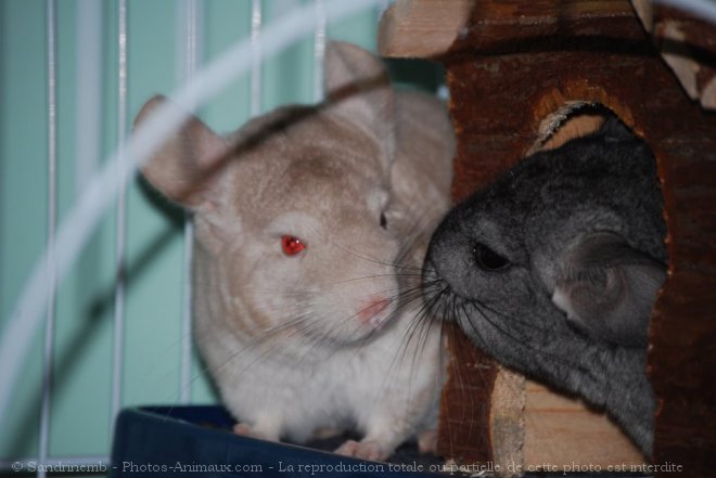 Photo de Chinchilla