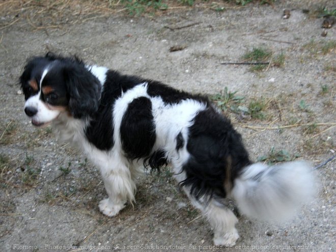 Photo de Cavalier king charles spaniel