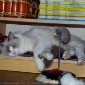 Photo de Ragdoll